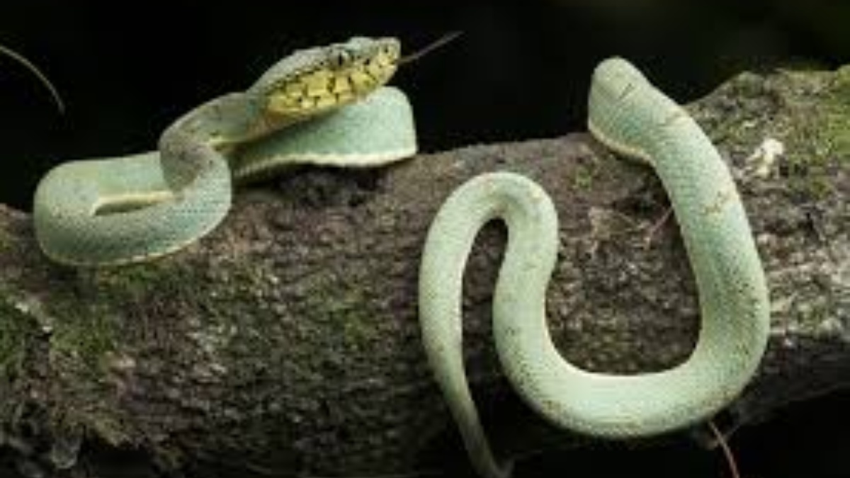 As pítons-tapete são os hospedeiros mais comuns conhecidos dos vermes redondos Ophidascaris. "Até onde sabemos, este também é o primeiro caso a envolver o cérebro de qualquer espécie de mamífero, humano ou não. Foto: Reprodução/Wikimedia Commons
