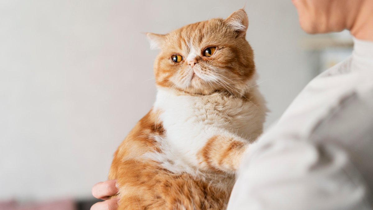 Cada gato tem uma personalidade única, assim como nós. Por isso, pesquise o temperamento do pet que você deseja adotar. Isso assegura que ele se adapte bem à sua casa e família, inclusive se você já tiver outros animais.