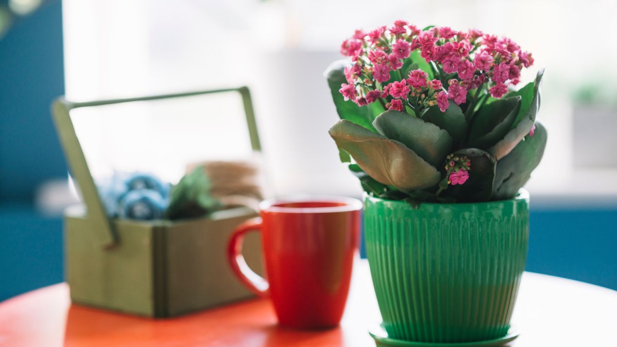 Ter flores naturais em casa não é apenas uma escolha estética
