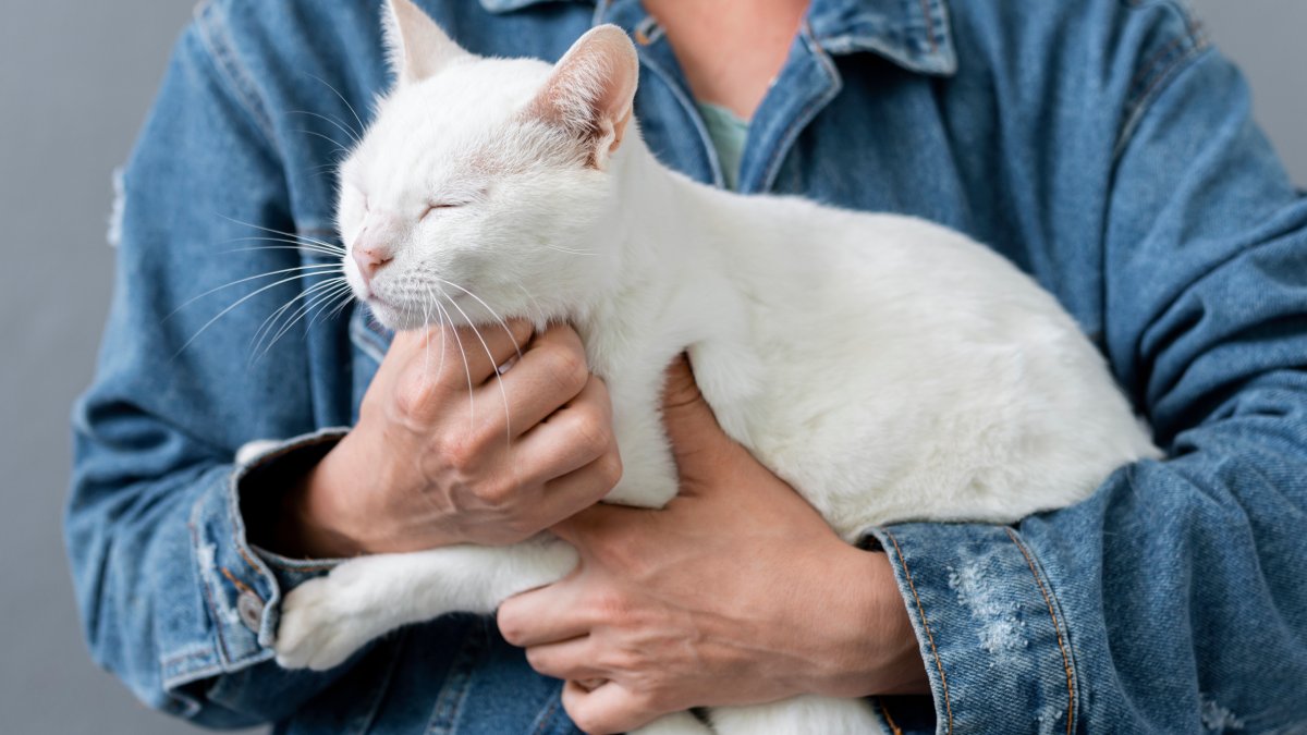 Se você já tem outros pets em casa, considere como o novo gato irá se adaptar a eles. O processo de introdução gradual ajuda na harmonia do lar.