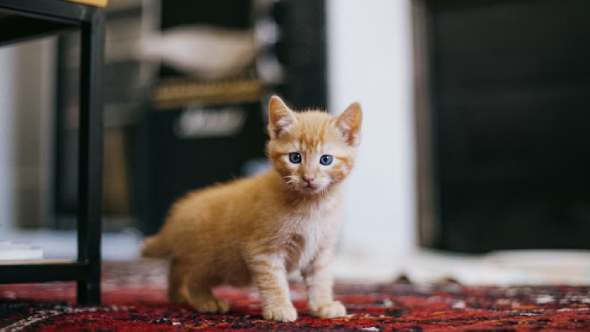 Os gatos em fase adulta não costumam se comunicar com miados com os demais amigos felinos. Na fase de filhotes, ainda é mais comum, especialmente para os pequenos chamarem as mães - (David Grandmougin/Unsplash)