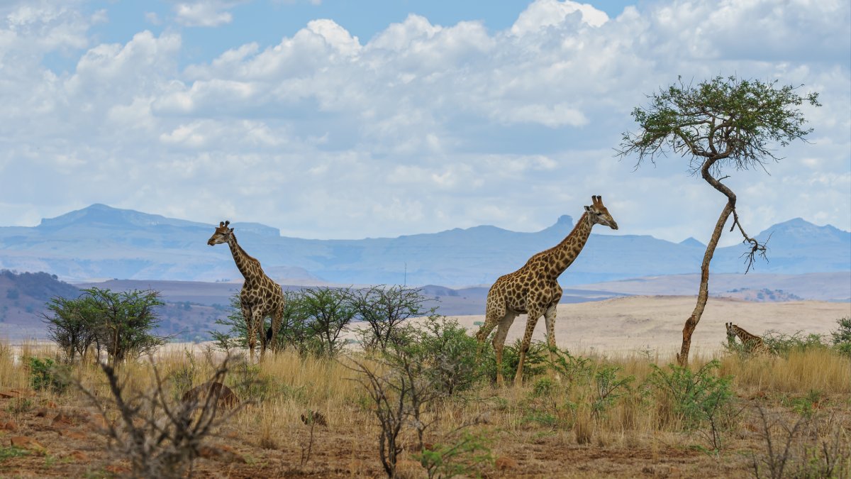 Apesar dos famosos safaris, África do Sul é considerada perigosa para viajantes solitários