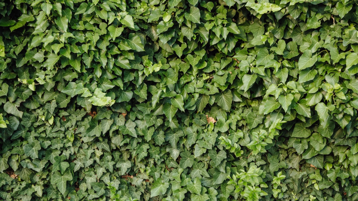 Hera: essa trepadeira cobre muros e cercas, criando tocas naturais para roedores, que carregam carrapatos. Foto: Reprodução/Pixnio