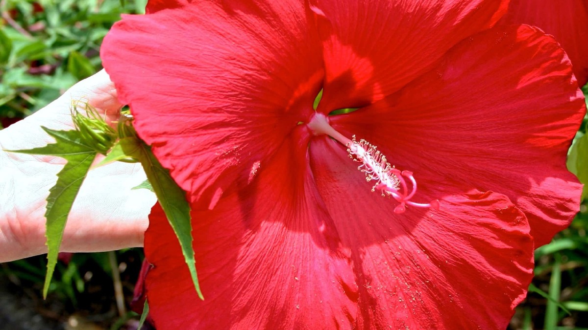 Hibisco atrai beija-flores por possuir bastante néctar. Imagem: Pixnio