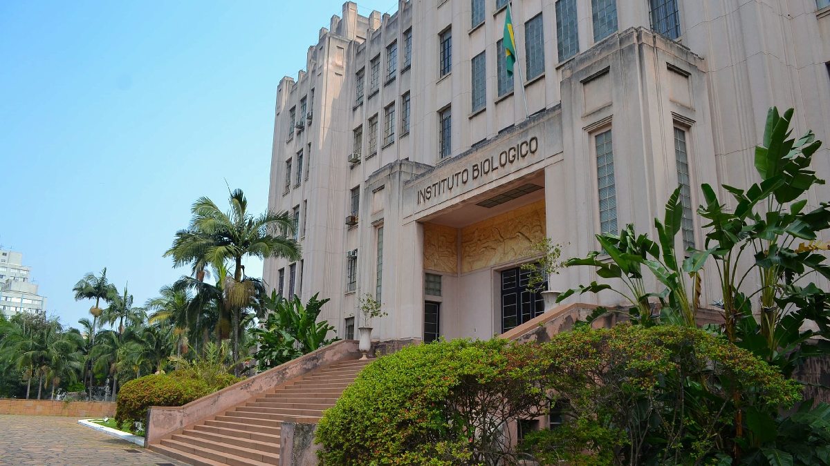 Cafezal é do Instituto Biológico São Paulo. Imagem: Belrocha94/Wikimedia Commons