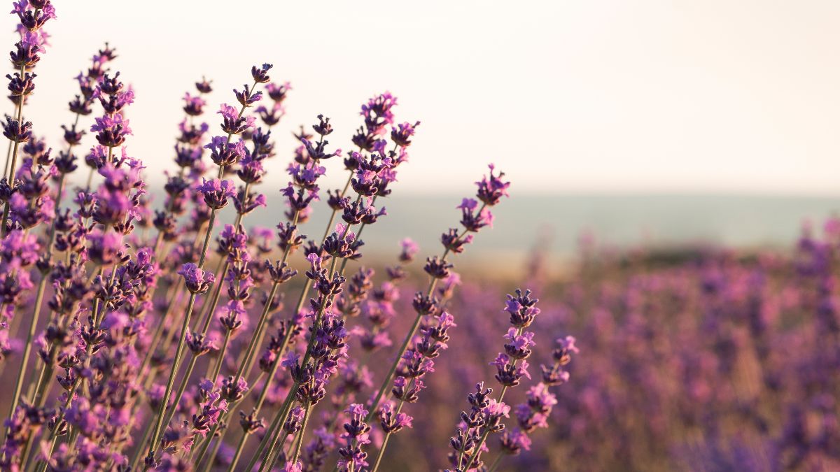 A lavanda tem um apelo estético muito forte e está presente em várias casas