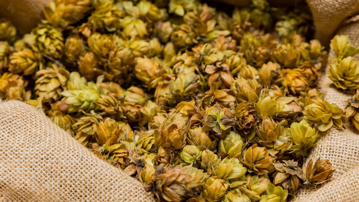 O lúpulo presente na cerveja é muito rico em antioxidantes encontrados na planta feminina, usada na fabricação da bebida