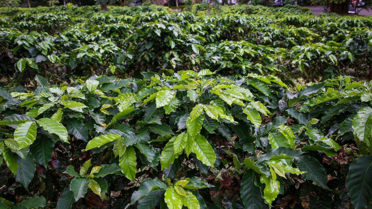 Cafezal possui mais de 2 mil pés de café. Imagem: agriculturasp/Flickr