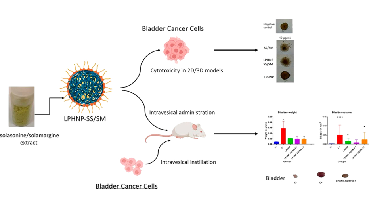 Esquema demonstrando os resultados do estudo. O resultado mais impressionante foi o realizado com camundongos. Imagem: Reprodução Artigo Evaluation of in vivo and in vitro efficacy of solasonine/solamargine-loaded lipid-polymer hybrid nanoparticles against bladder cancer - International Journal of Pharmaceutics