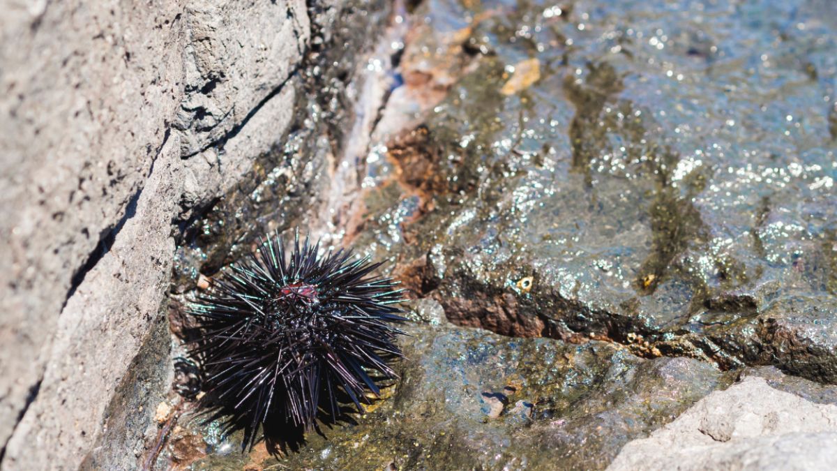 Até que descobriram a estrela-pena-morango (Promachocrinus fragarius), uma parente das estrelas-do-mar e ouriços (Foto: Freepik)