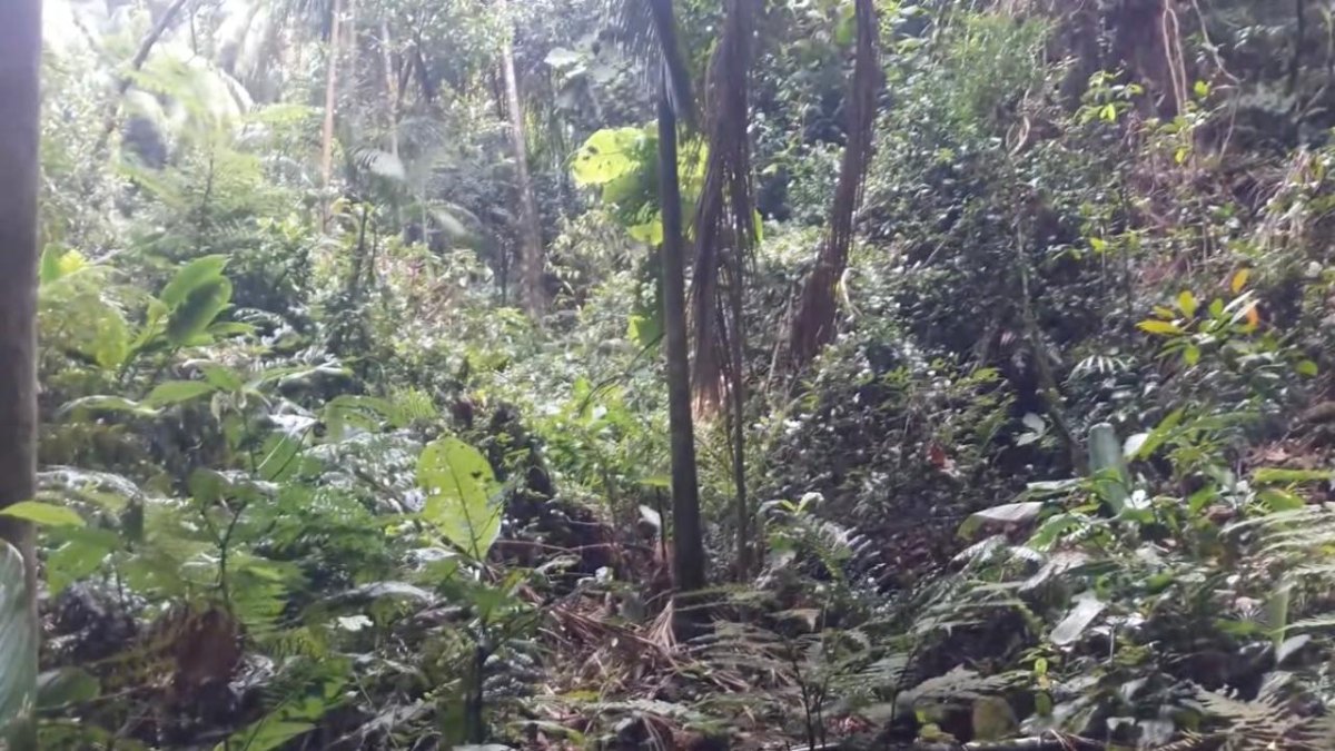 Ainda no Jaraguá, a Trilha do Silêncio é a alternativa perfeita para quem prefere uma caminhada leve (Fotos: Youtube/Reprodução)
