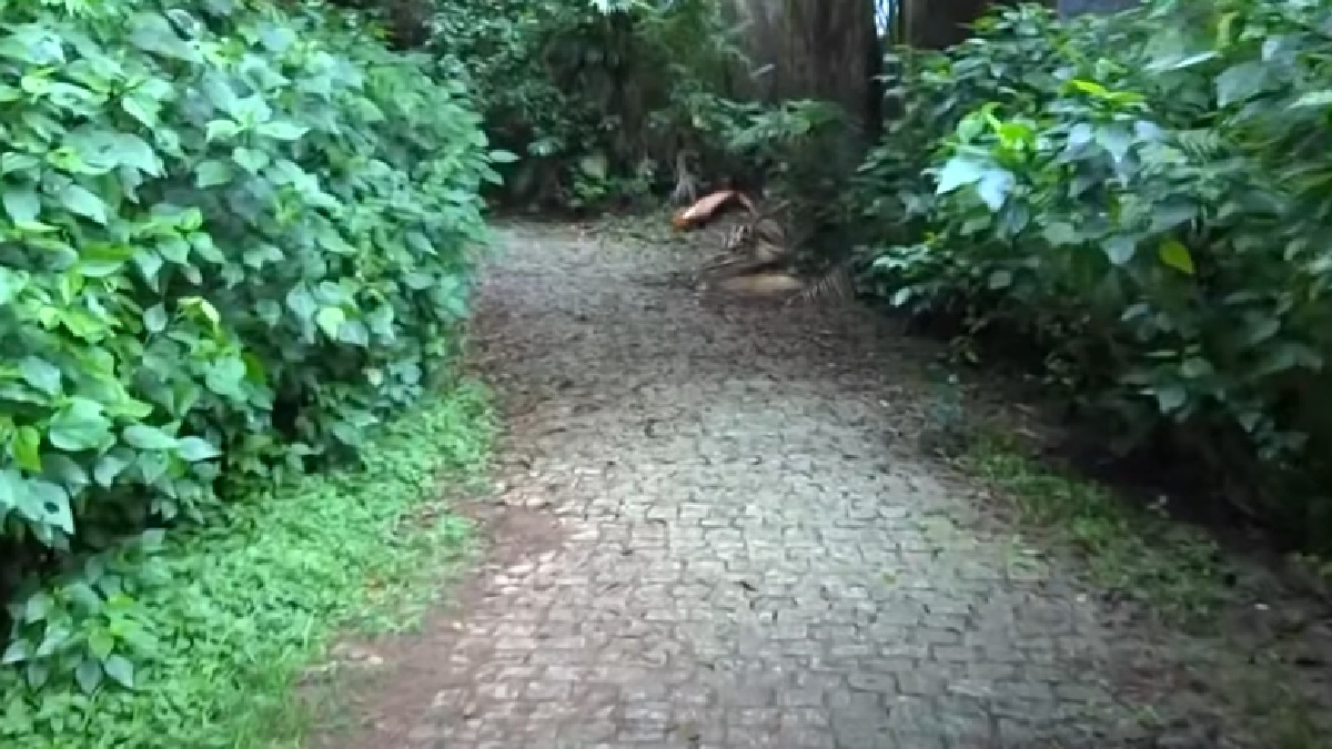 Trilha do Pai Zé - Fechando a lista e com grau de dificuldade considerado mais elevado e com 3.600 metros de trajeto, considerando ida e volta, a Trilha do Pai Zé demanda 2h30 para todo o percurso em meio à mata fechada. Localizada no Pico do Jaraguá, a trilha proporciona uma vista incrível. Endereço: Rua Antônio Cardoso Nogueira, 539 Vila Chica Luiza - (Reprodução/YouTube)