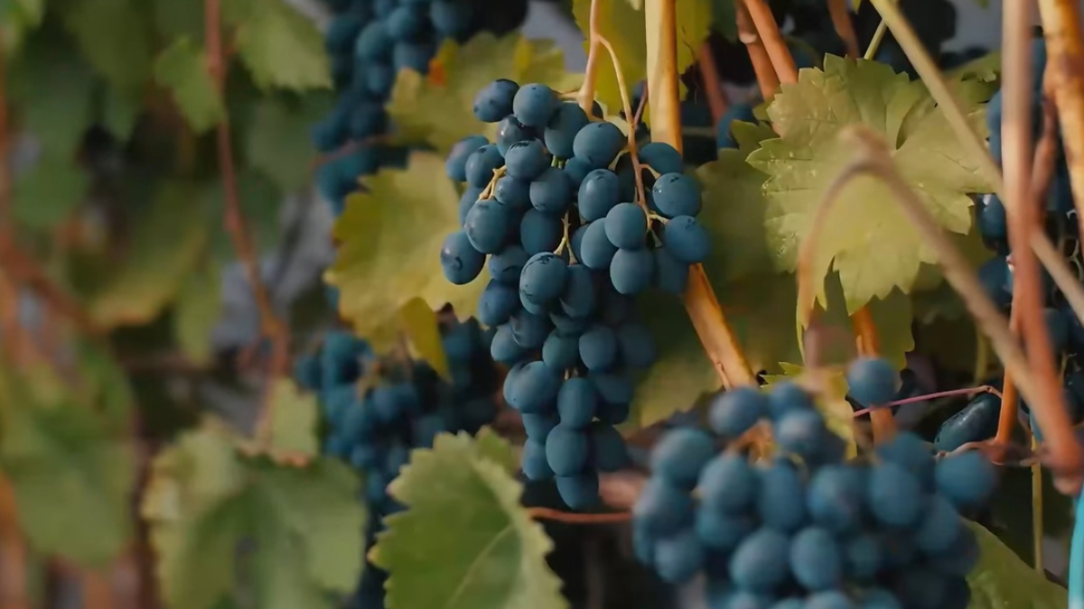 A Festa da Uva celebra anualmente a tradição vitivinícola local com eventos culturais. A festividade atrai milhares de visitantes para degustar produtos regionais e participar das atividades. Foto: Reprodução/Youtube/Coisas do Mundo