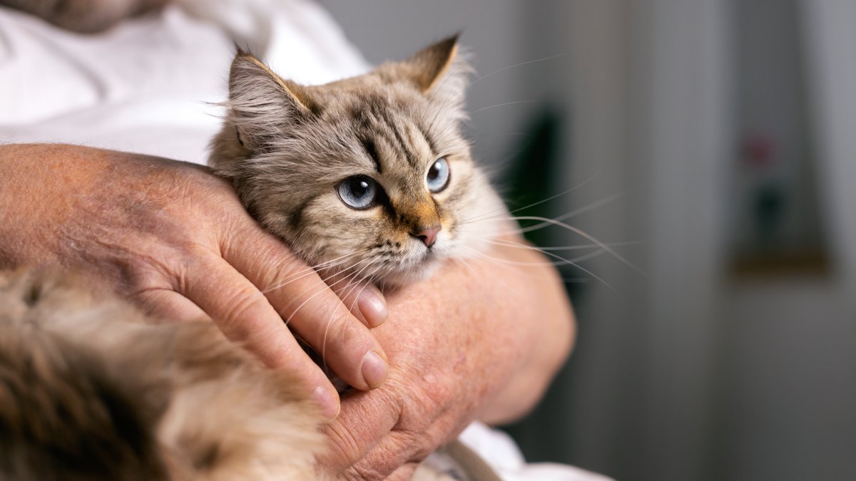 A expectativa de vida de um gato é de aproximadamente 15 anos. Esteja preparado para cuidar do animal durante todo esse tempo, oferecendo amor, atenção e cuidados diários. Fotos: Reprodução/Freepik