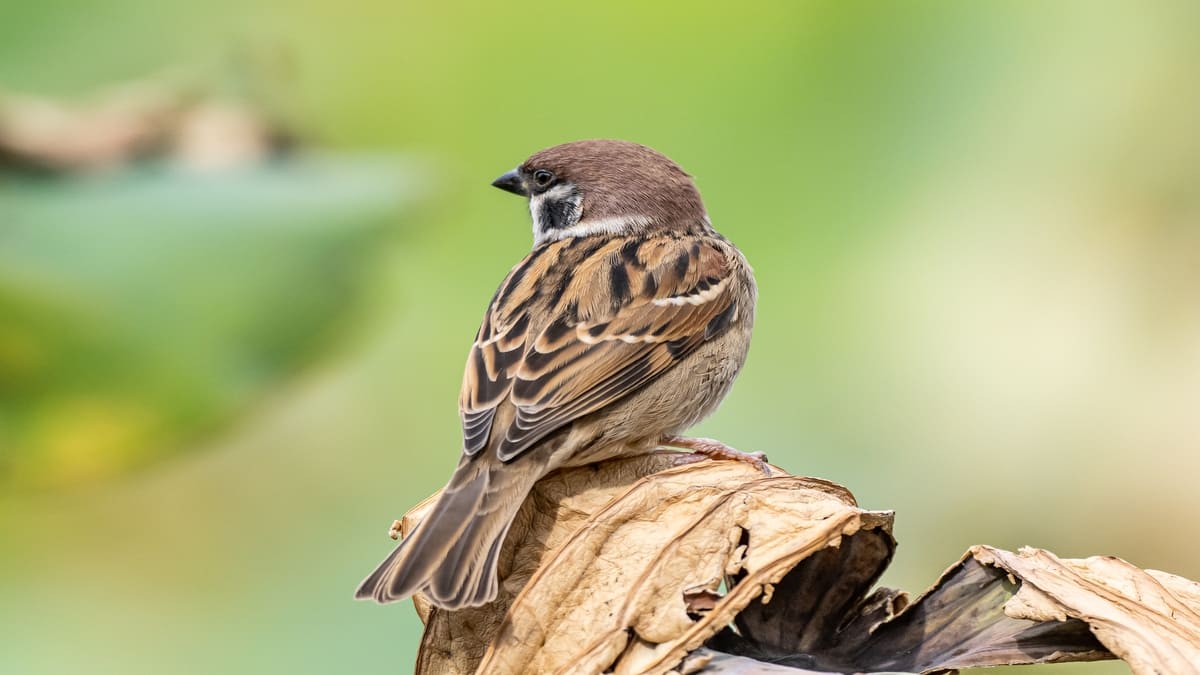 mãe parasita geralmente remove um ovo do hospedeiro antes de pôr o seu. - Freepik