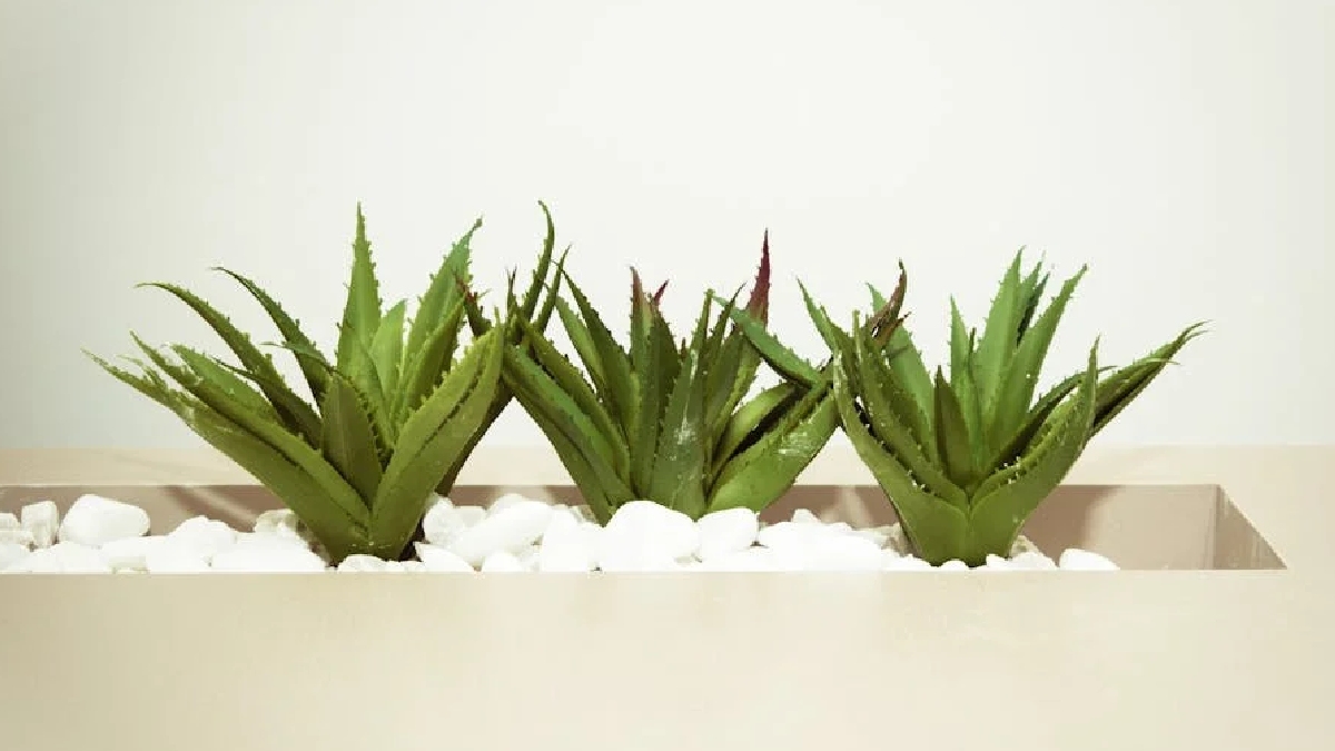 Aloe Vera: A grande vantagem desta planta é o fato dela liberar oxigênio à noite, o que ajuda a respirar mais facilmente durante o sono. A aloe vera também ajuda a purificar tóxinas como benzeno e formaldeído - (Cecília O. Tommasini/Pexels)