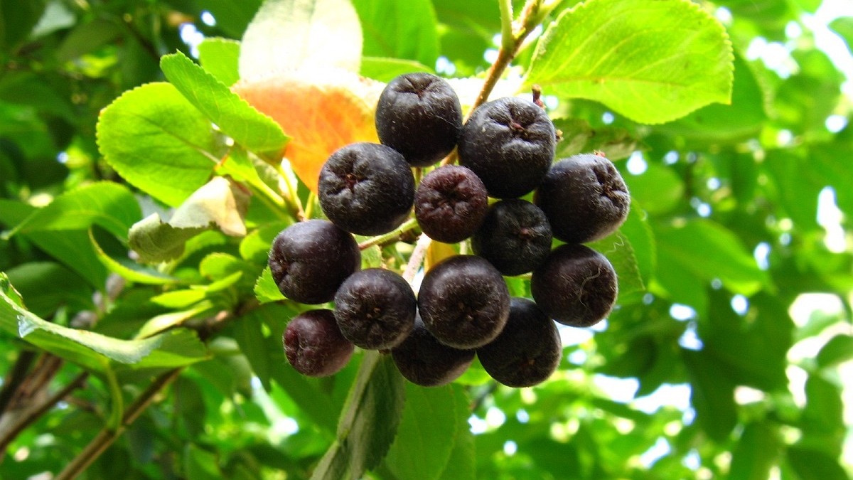 Essa frutinha cresce em arbustos. Imagem: Agnieszka Kwiecień/Wikimedia Commons