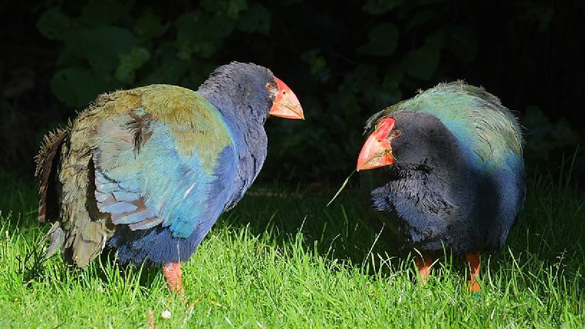 Essas aves não voam, mas correm bastante. Imagem: Domínio público
