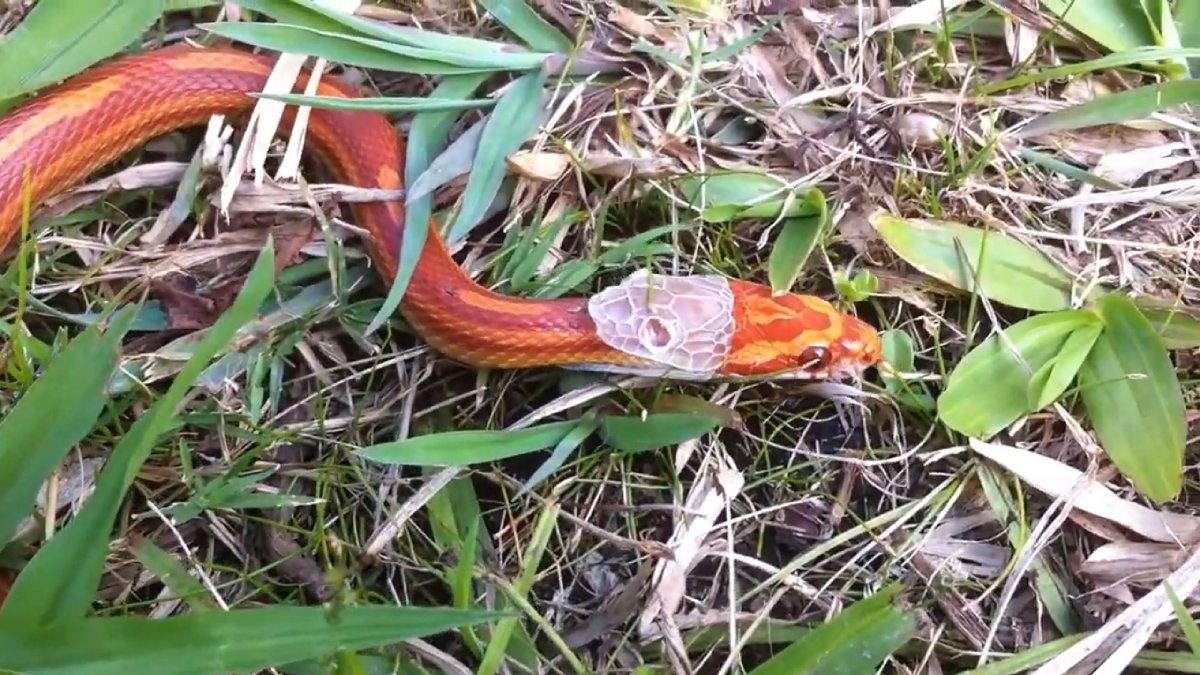 As cobras trocam de pele para crescer, eliminar parasitas e manter-se saudáveis