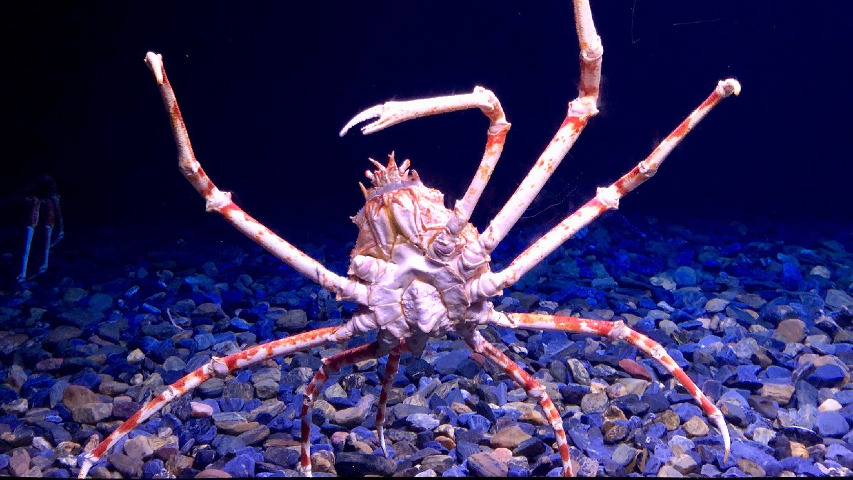 O animal de mova para as águas profundas na primavera para acasalar. Imagem: Sonse/Wikimedia Commons