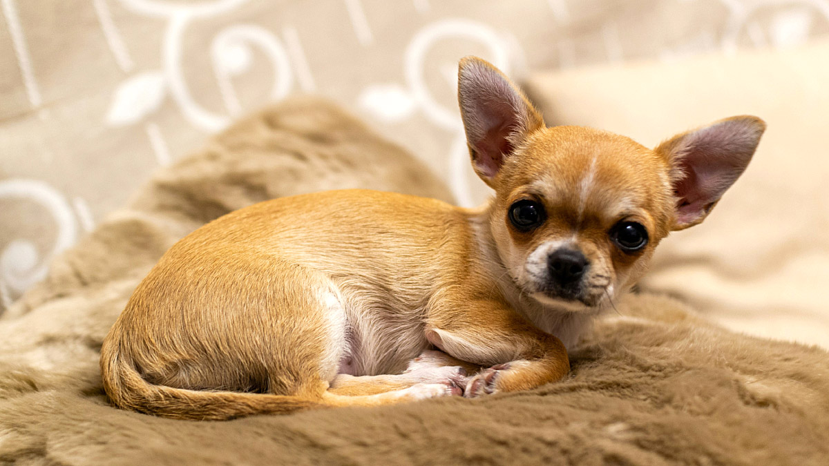 Chihuahua é o segundo cão mais agressivo, segundo estudo /foto: David Vives/Unsplash