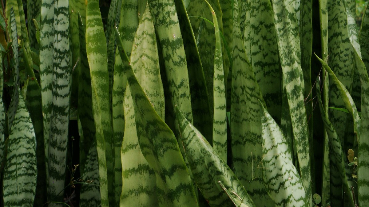 A língua de sogra posusi propriedades purificadoras. Imagem: Thiago A/Wikimedia Commons