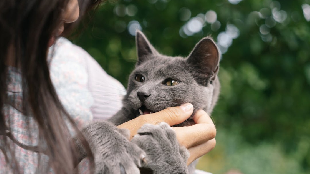 Gatos domésticos: mesmo com a fama de independentes, na realidade eles são capazes de se mostrarem extremamente apegados e reconhecer rotinas e presença humana, buscando a companhia e esperando o retorno do humano - (Mikhail Nilov/Pexels)