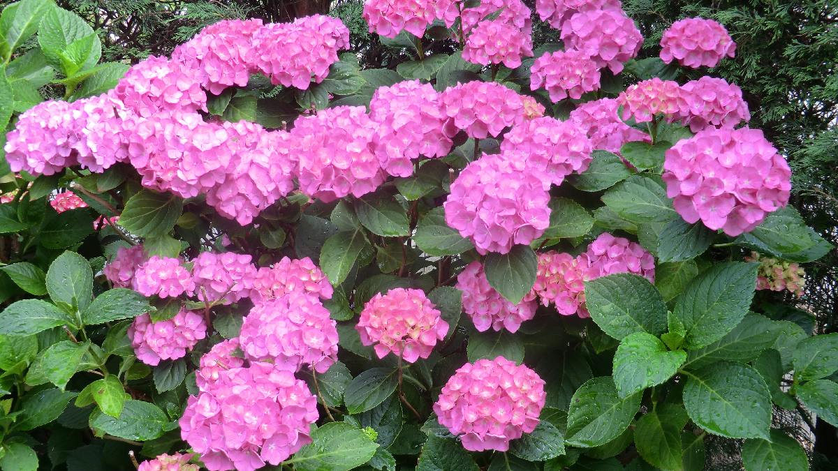 Hortênsias são as preferidas dos beija-flores. Imagem: PxHere