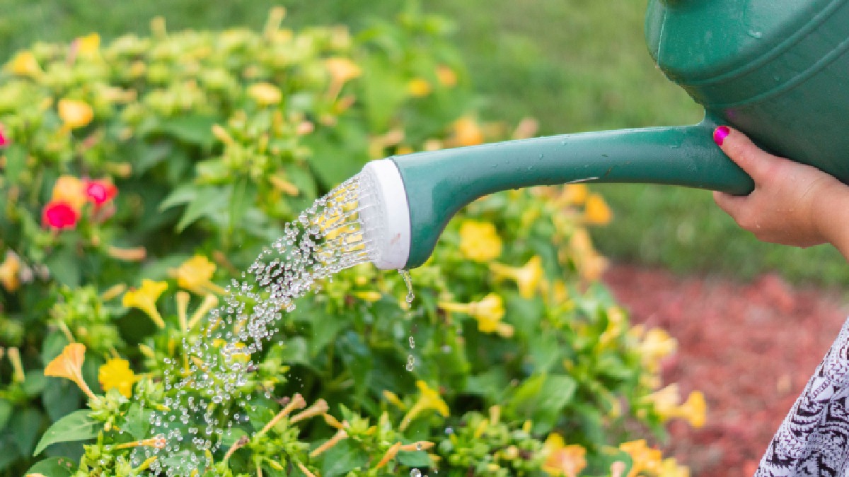 A jardinagem é um exercício de paciência. Imagem: PxHere
