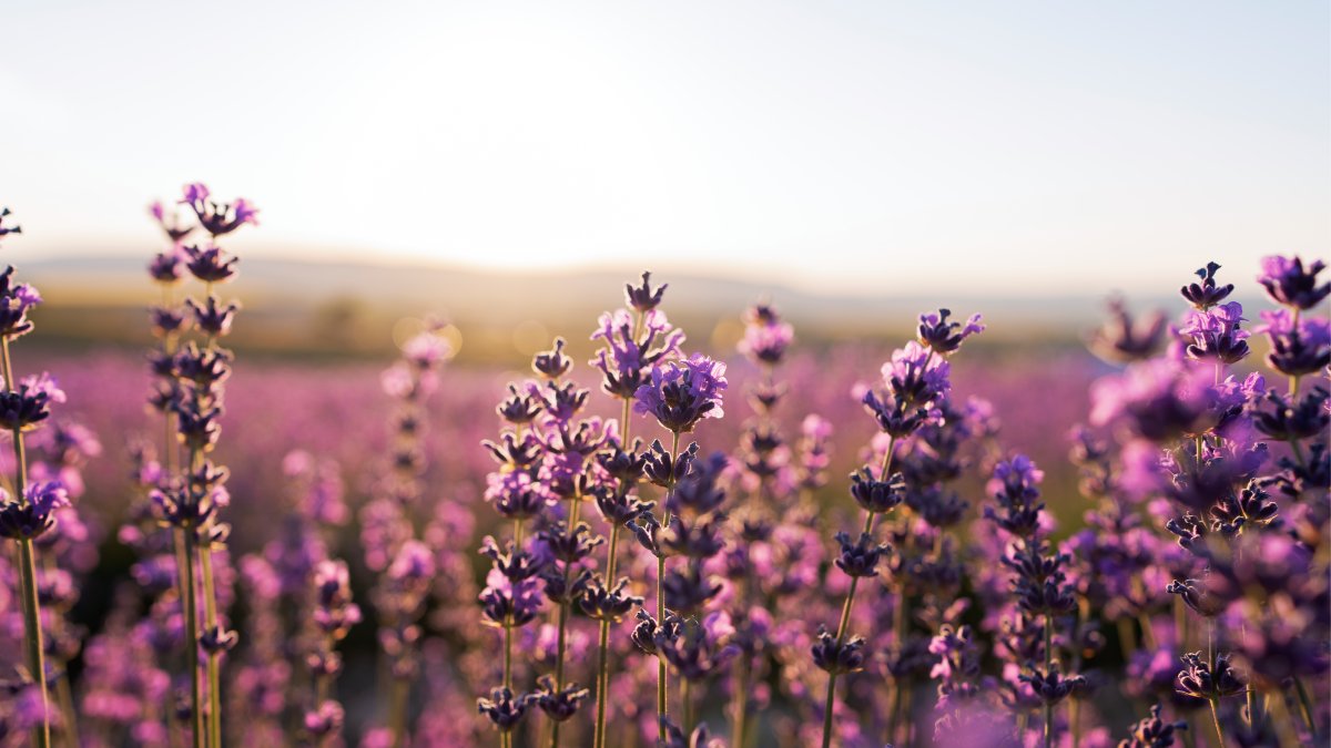 Lavanda é uma das plantas recomendadas pela Feng Shui (Fotos: Freepik)