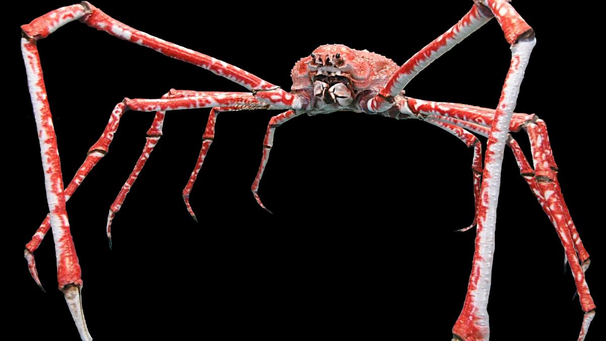 E aí, se assustou com o caranguejo-aranha-gigante? Imagem: Hans Hillewaert/Wikimedia Commons