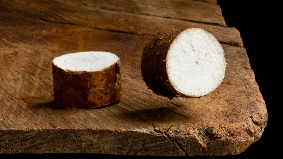 Além do consumo direto, a mandioca também dá origem a produtos derivados, como a tapioca, feita a partir do amido extraído da raiz.