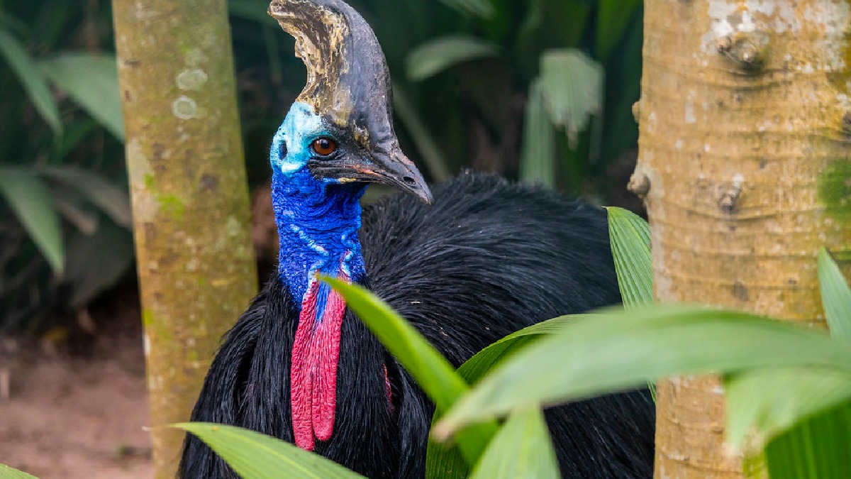 No Zoológico de São Paulo, é possível observar de perto Nino e Nina, um casal mantido sob cuidados humanos.