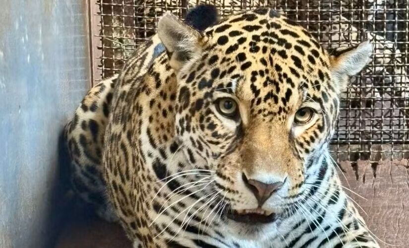 A onça-pintada Ruana chegou ao Zoológico de São Paulo após deixar um parque no Pará/Reprodução/Nereston Camargo