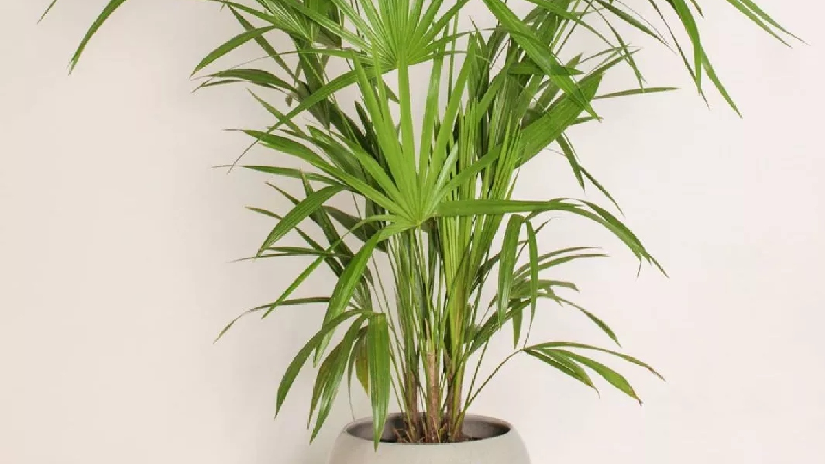 Palmeira-ráfis: Esta planta originária da Ásia é eficiente em remover formaldeído, benzeno, tricloroetileno e xileno dos ambientes. A palmeira-ráfis se adapta melhor a temperaturas amenas e um ambiente sem luz direta. Mas, atenção: pode chegar a três metros de altura - (@biofilico.almacen/Reprodução/Instagram)