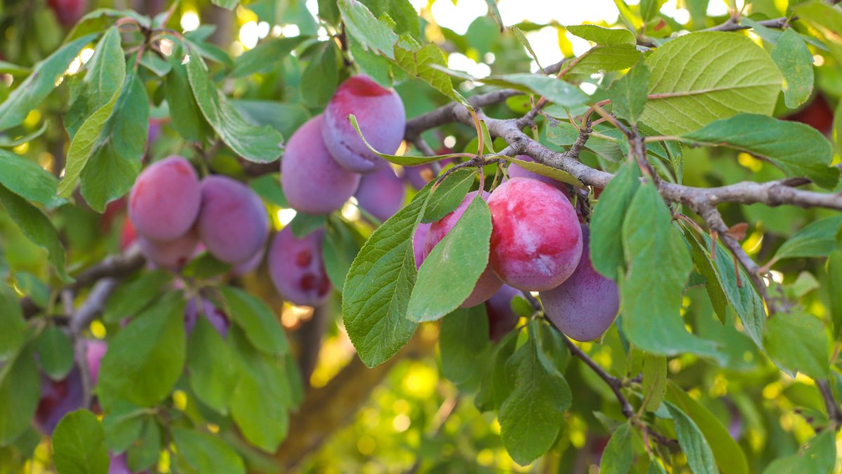 Com os cuidados certos, ameixas podem ser colhidas ainda no verão (Foto: Freepik)