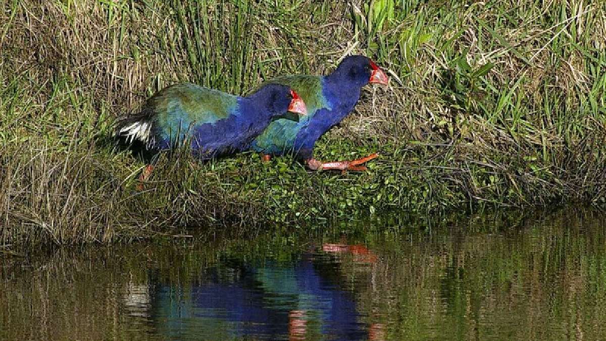 Pesquisadores soltam as aves em casais para repopularem o território. Imagem: Duncan Wright/Wikimedia Commons
