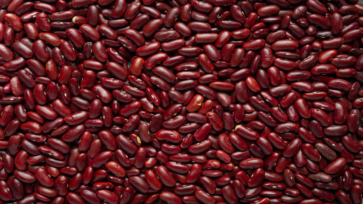 O feijão vermelho possui inúmeras toxinas -Freepik
