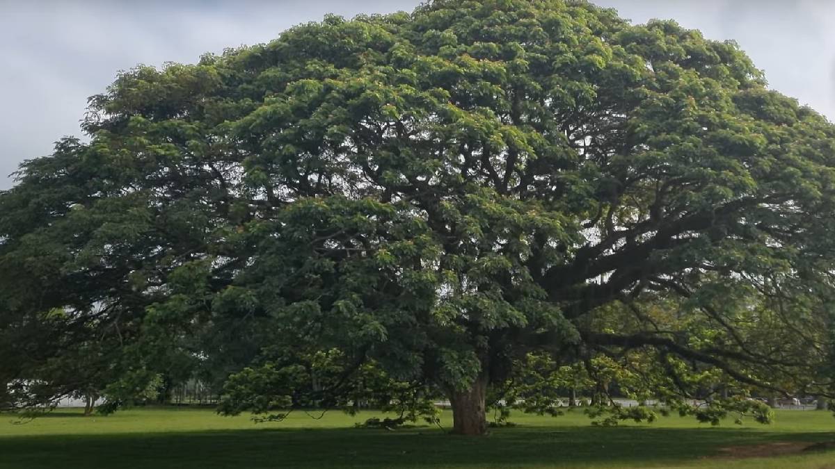 O solo embaixo da árvore costuma ser mais verde, por conta da liberação de orvalho pelas folhas | Reprodução YouTube | AMIGO BICHO