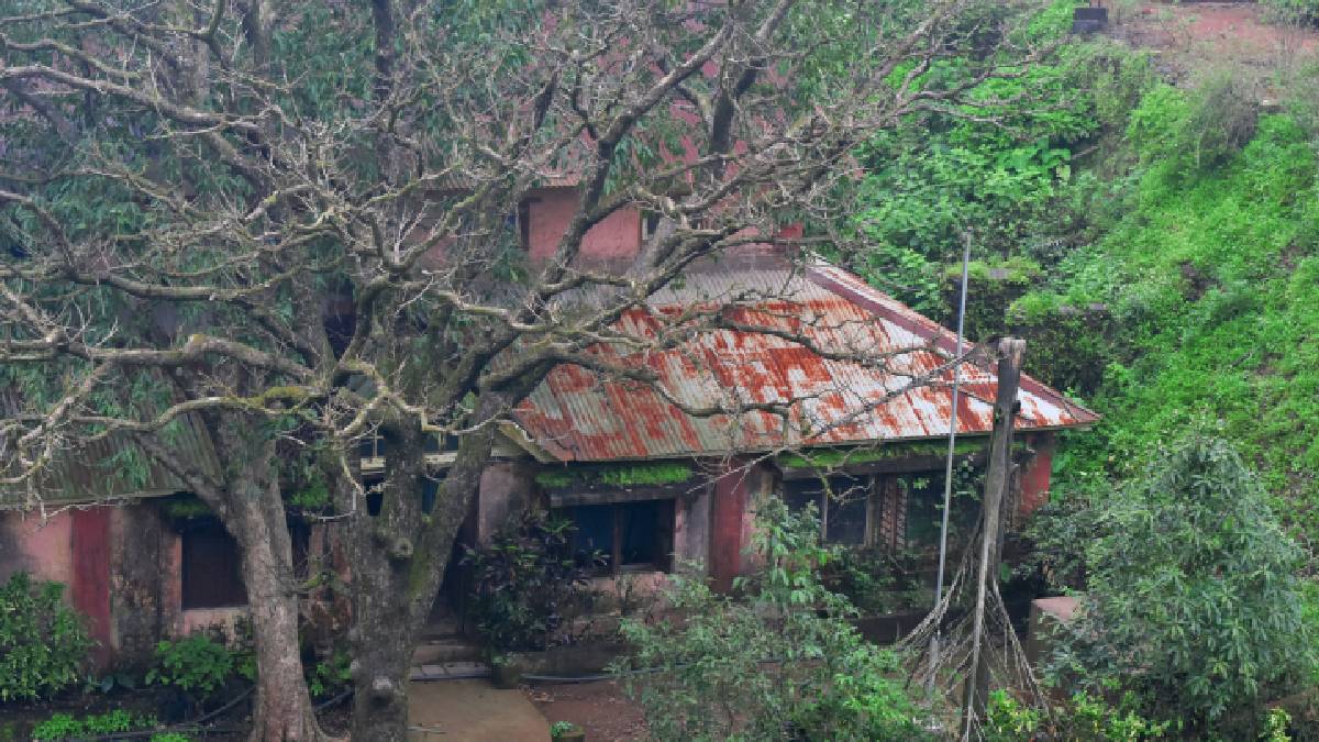 Em dias de vento forte ou tempestade, galhos podem se soltar e atingir o telhado, muro, carros ou até pessoas | Jordan Fernandes | Unsplash
