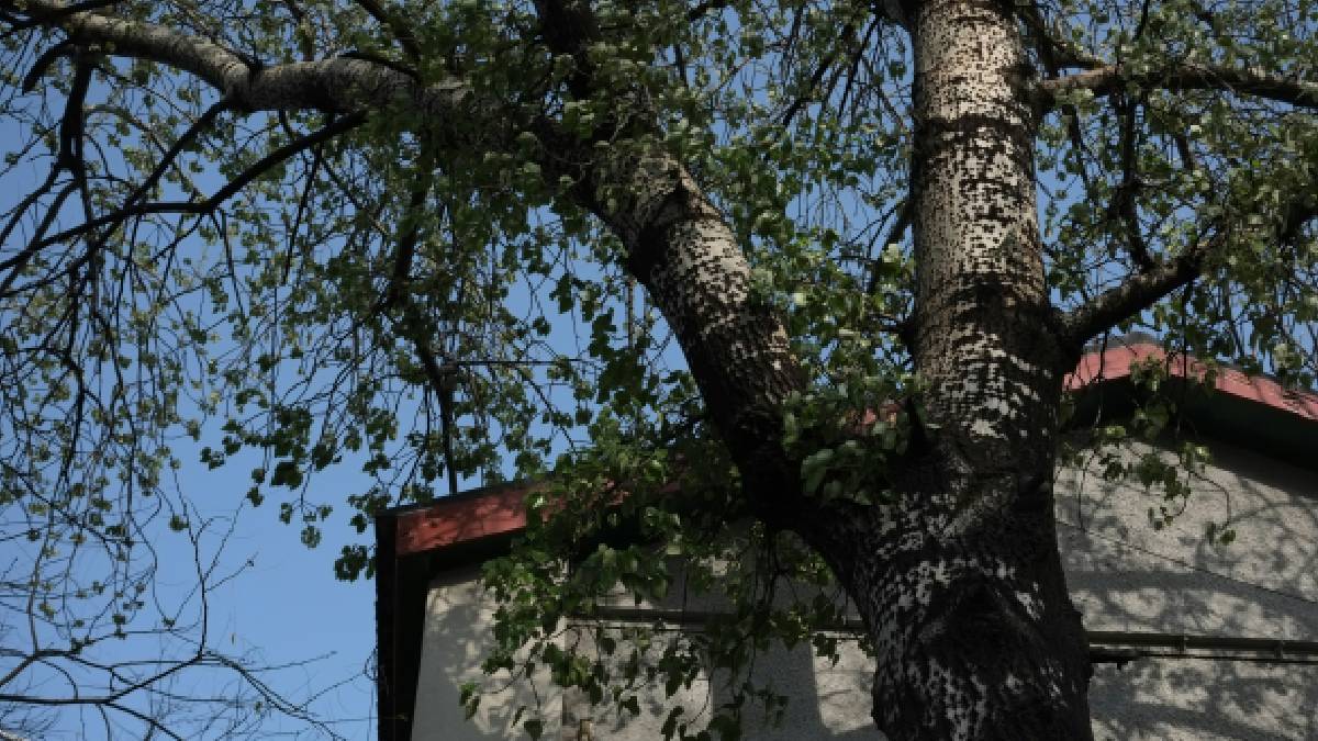 Se a raiz estiver fragilizada, doente ou mal cuidada, a árvore pode tombar e atingir diretamente a casa vizinha | MChe Lee | Unsplash
