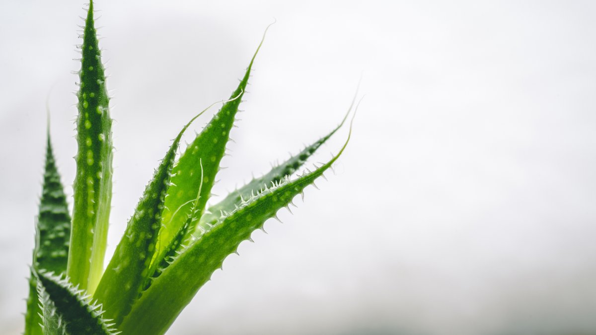 Assim como muitas outras plantas, a babosa ajuda a melhorar a qualidade do ar (Fotos: Freepik)