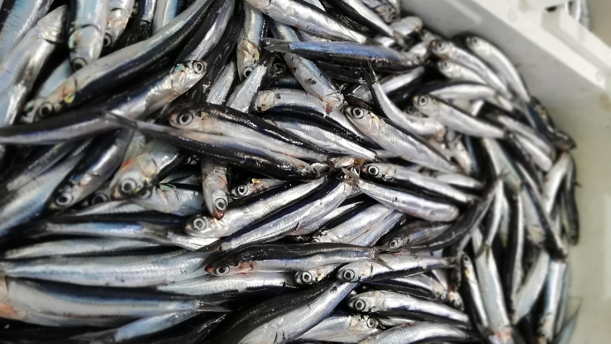 Aliada da saúde, a anchova pode contribuir para variar as opções de pratos para quem segue uma dieta mais regrada ou para quem deseja comer alimentos diferentes - (Contessascalza/Pixabay)