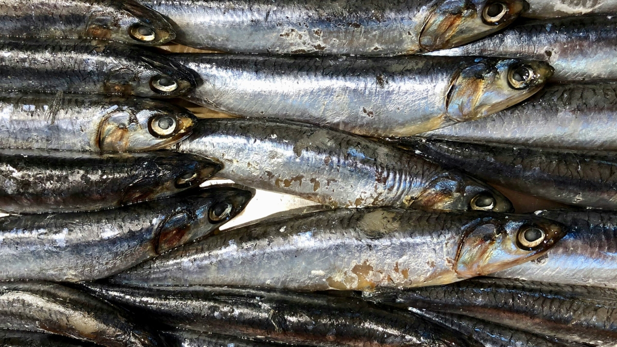 Rica em proteínas e ômega-3, a anchova pode fazer parte de uma alimentação prática e saudável - (Diane Helentjaris/Unsplash)