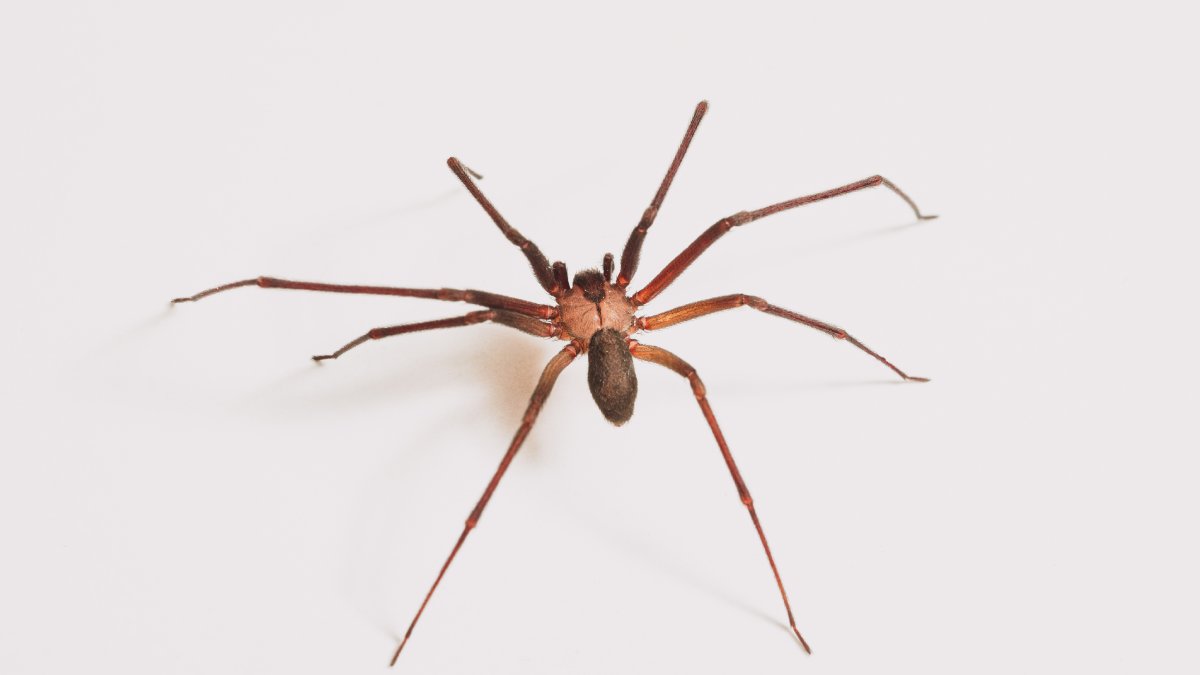 Apesar do tamanho, picada da aranha marrom pode até matar um ser humano (Foto: Freepik)