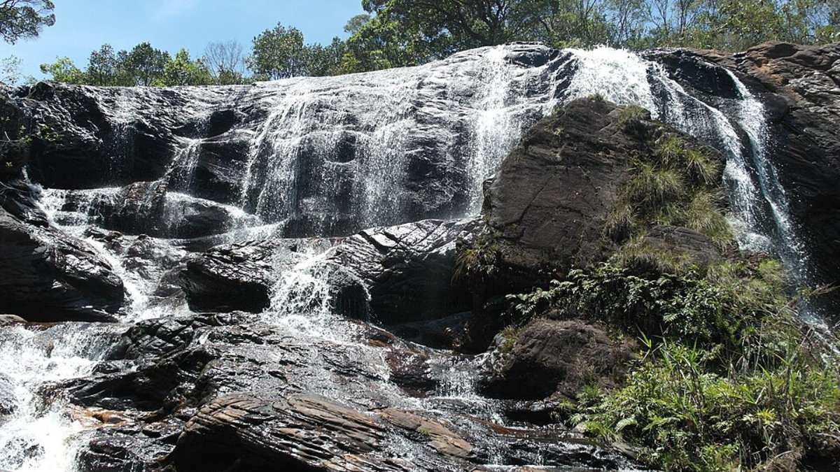 4. Cocais (Foto: wanderley santos/Wikemedia Commons)