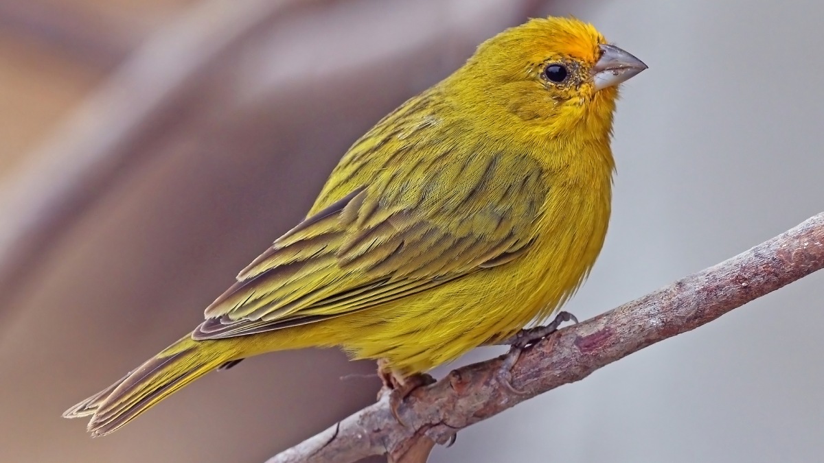 A imagem mostra um canário-da-terra-verdadeiro, cientificamente conhecido como Sicalis flaveola. É uma ave popular no Brasil, admirada por sua beleza e canto melodioso. Foto: Wikimedia Commons
