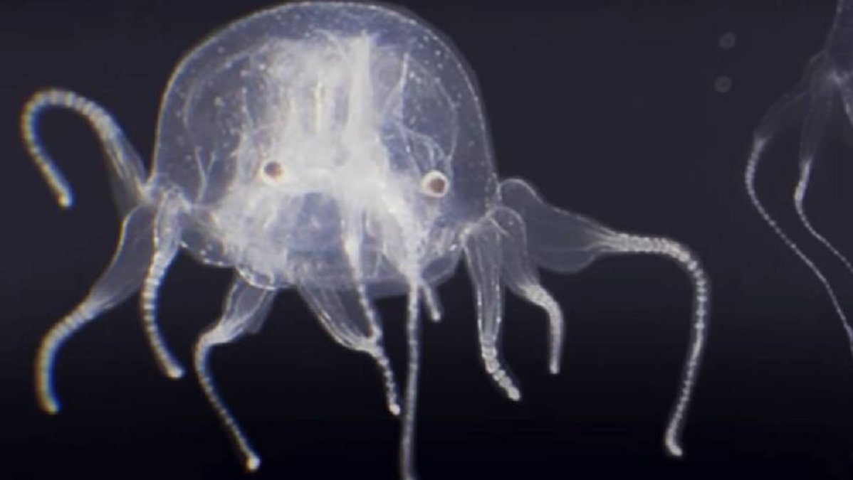 Pesquisadores identificaram uma nova espécie de água-viva-caixa com 24 olhos.