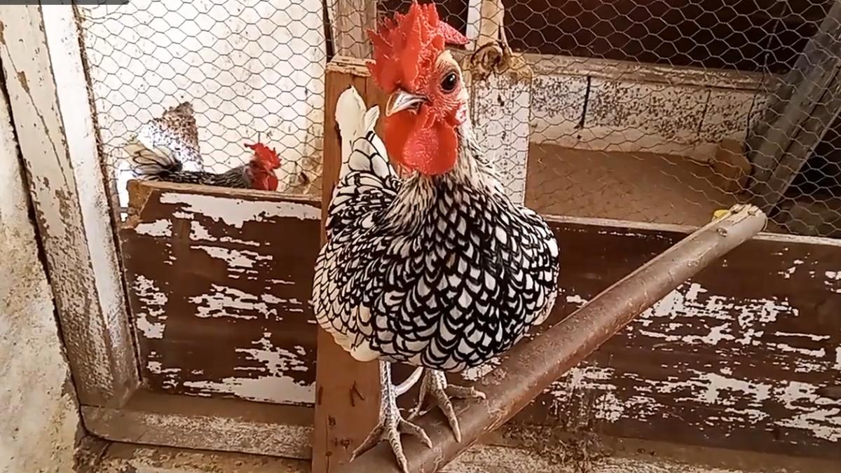 Machos e fêmeas têm aparência quase idêntica, algo raro no mundo das aves