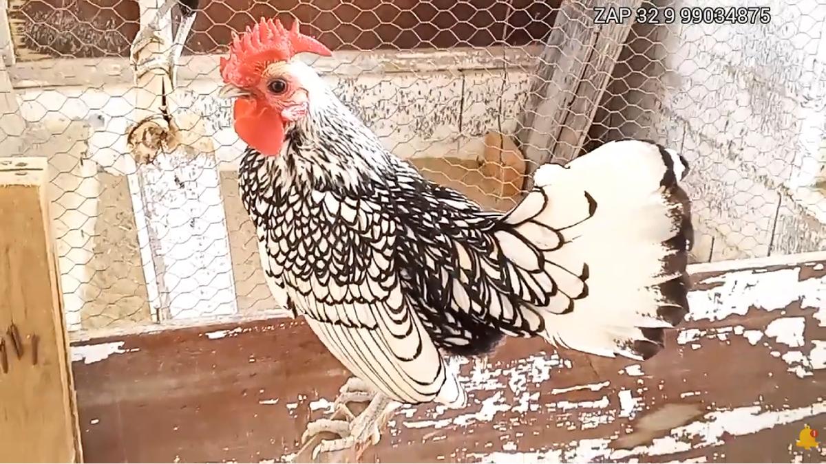 Criada há mais de 200 anos na Inglaterra, a galinha Sebright encanta pela plumagem que parece desenhada à mão